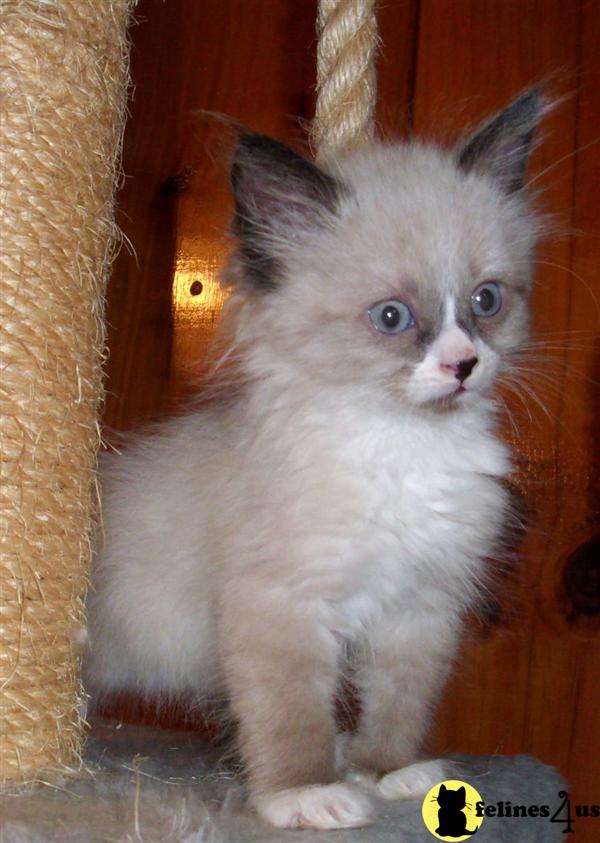 Siberian Kittens