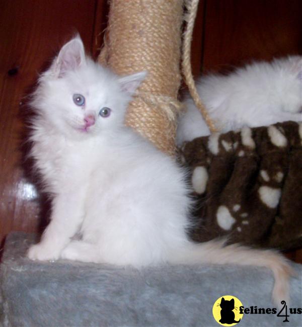 Kittens for Sale