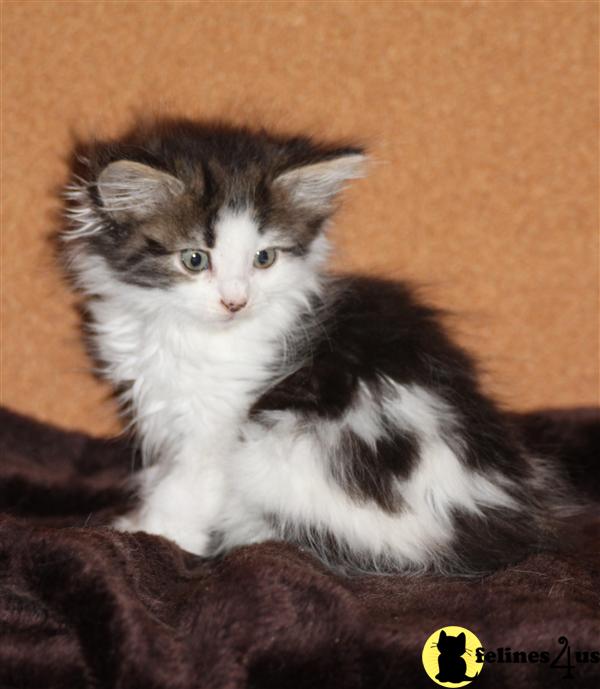 Kittens for Sale in Virginia