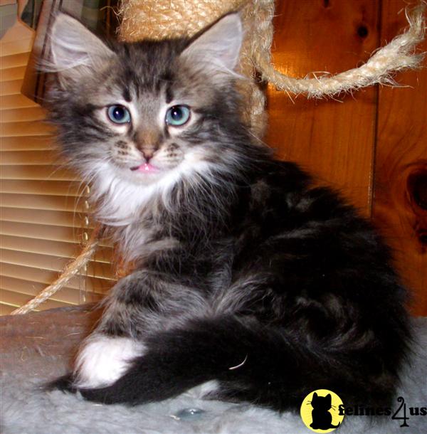 Kittens for Sale