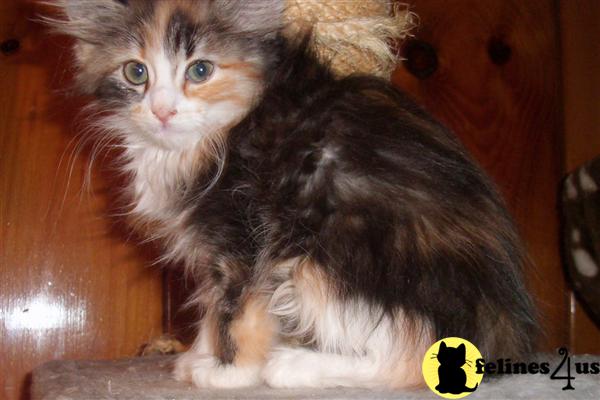 Kittens for Sale in Virginia