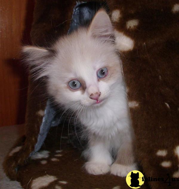 Kittens for Sale in Virginia