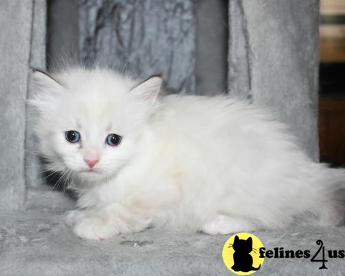 Kittens for Sale in Virginia