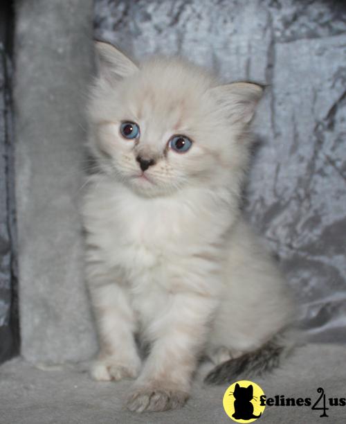 Kittens for Sale in Virginia