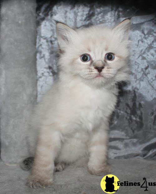 Kittens for Sale in Virginia