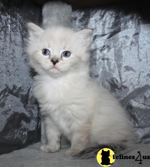 Kittens for Sale in Virginia