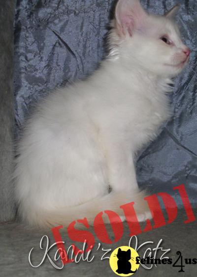 Russian Siberian Kitten - Male - Elijah - Hypoallergenic