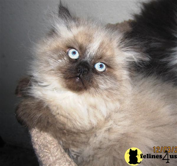 Himalayan Kittens in California
