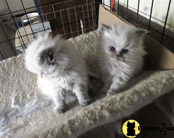 Kittens for Sale in California