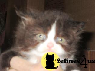 PERSIAN KITTENS  ALL GUARANTEED MORE ON THEIR WAY STUD SERVICE DISCOUNTED