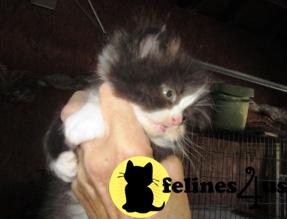 Kittens for Sale in California