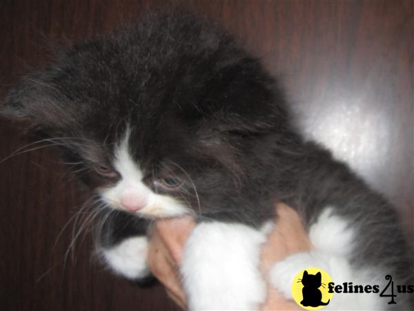 Kittens for Sale in California