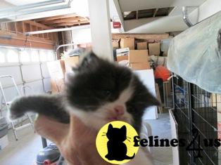 Kittens for Sale in California