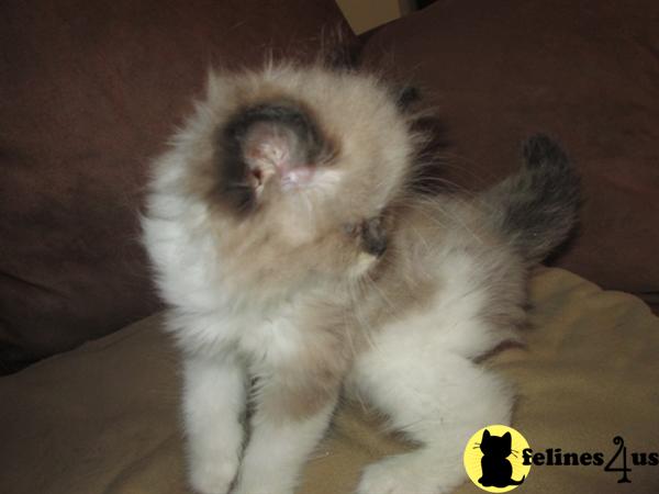Kittens for Sale