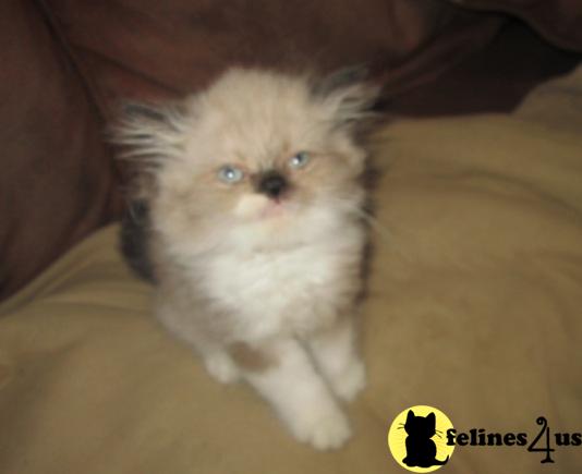 Kittens for Sale