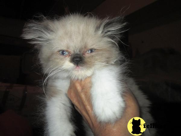 Kittens for Sale