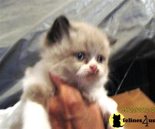 Kittens for Sale