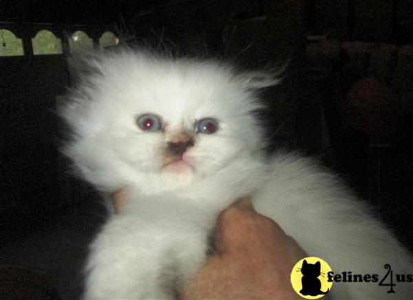 Kittens for Sale