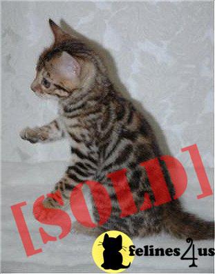 Superm home loving American Bobtail kitten