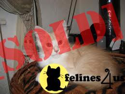 Amazing Maine Coon Kittens for loving families only