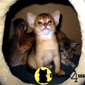 Abyssinian Kittens in California