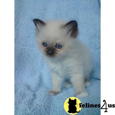 Birman Kittens