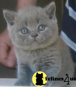 British Shorthair Kittens