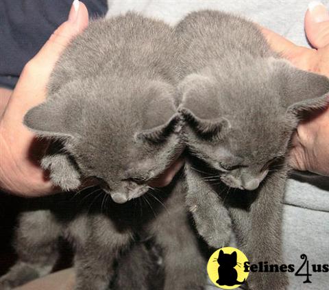 Russian Blue Kittens