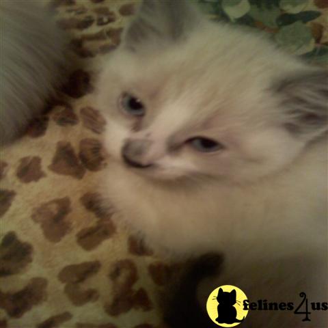 Snowshoe Kittens