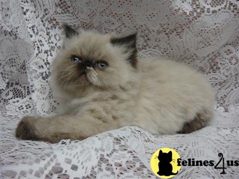 Himalayan Kittens in California