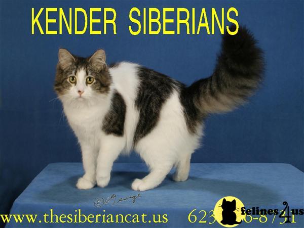 Siberian Kittens