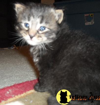 Siberian Kittens