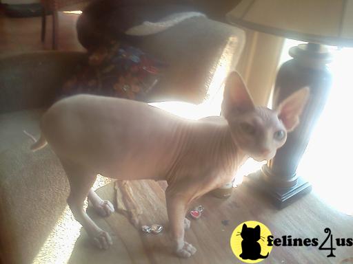Beautiful CFA Sphynx Babies Ready 11/3/12
