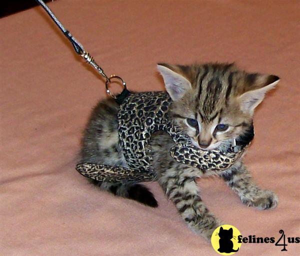 Savannah Cats For Sale Southern California Savannah Cats For Sale Southern California
