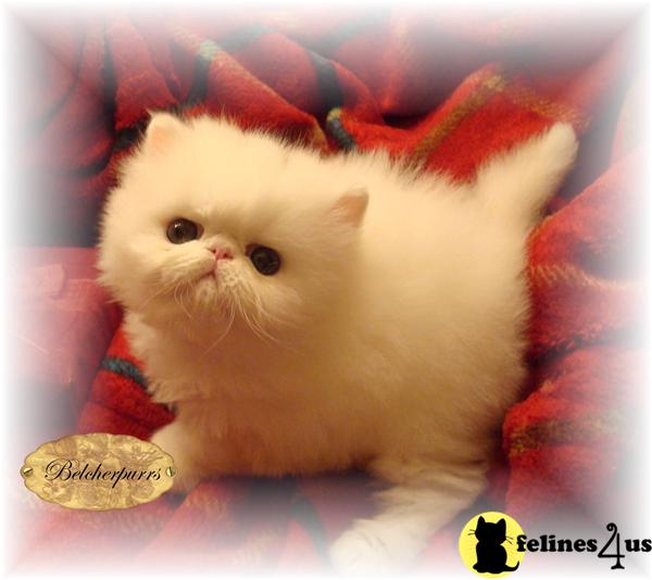 Exotic Shorthair Kittens Exotic Shorthair Kittens. Exotic Shorthair Kittens