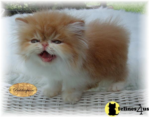 Kittens for Sale in Florida