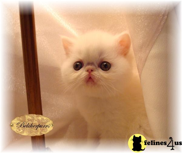 Exotic Shorthair Kittens