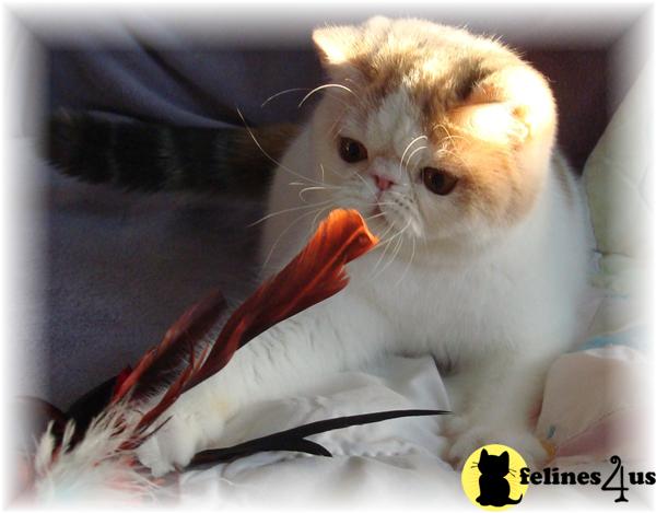 Exotic Shorthair Kittens