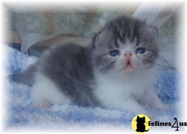 Exotic Shorthair Kittens