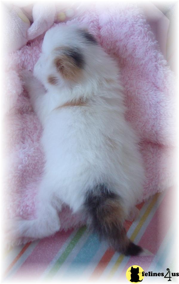 Beautiful Calicos Ready to go soon from www.Belcherpurrs.com in Tampa Bay Florida