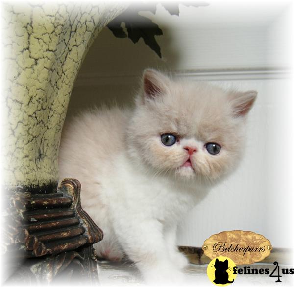 Exotic Short Hair Persian from A Show Quality Friendly Breeder