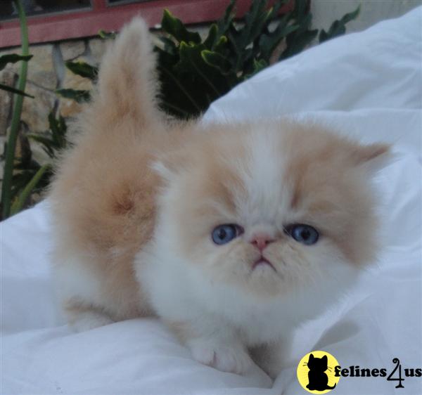 Exotic Shorthair Kittens