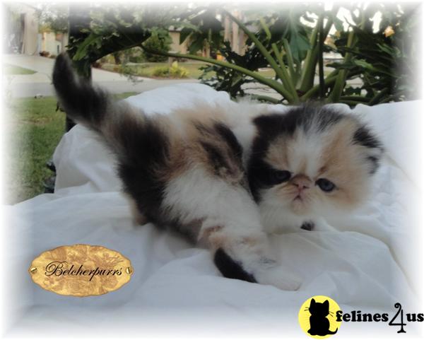 Exotic Shorthair Kittens
