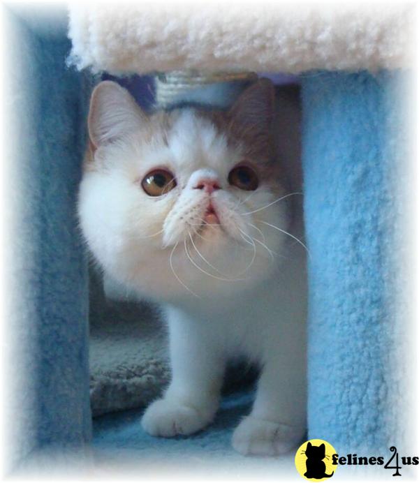 Cats for Sale