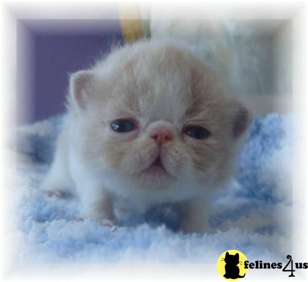 Exotic Shorthair Kittens