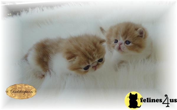 Exotic Shorthair Kittens in Florida