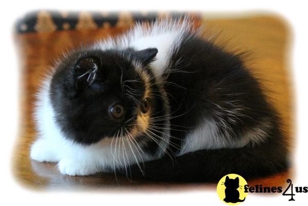 Exotic Shorthair Kittens