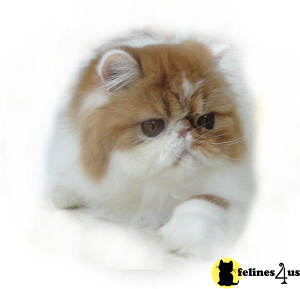 Exotic Shorthair Kittens