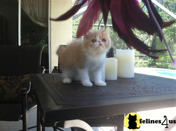 Belcherpurrs.com Exotic Short Hair Kittens 