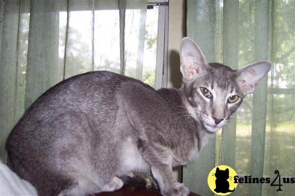 Oriental Shorthair Retired Young teen-catkids